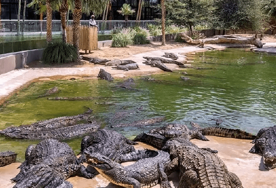 Crocodile Park Dubai