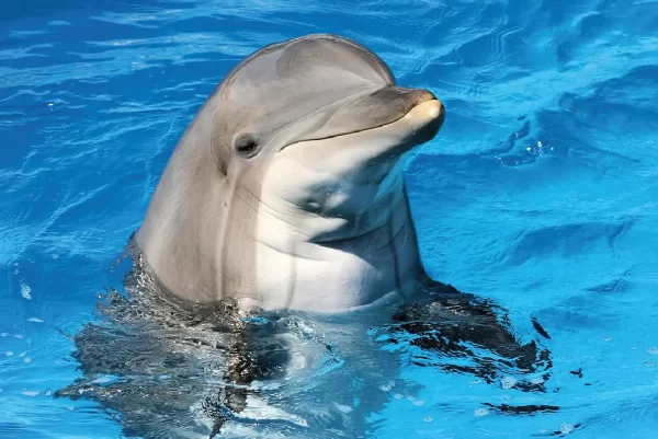 Dubai Dolphinarium: Dolphin & Seal Show - Image 3