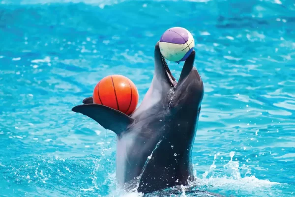 Dubai Dolphinarium: Dolphin & Seal Show - Image 4