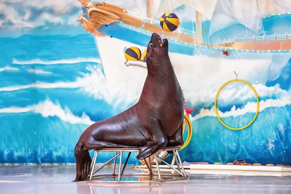 Dubai Dolphinarium: Dolphin & Seal Show - Image 5