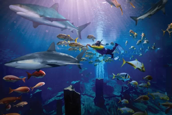 The Lost Chambers Aquarium Tickets - Image 9