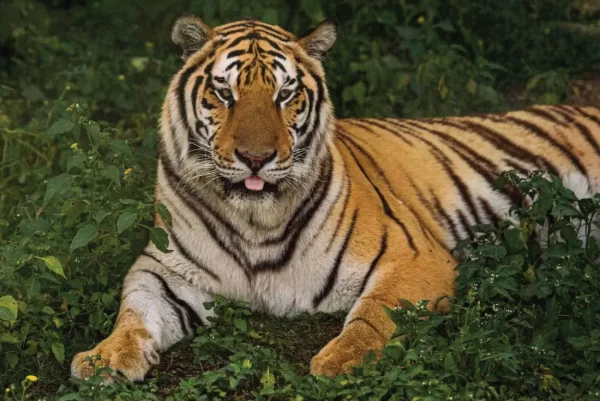 Dubai Safari Park Ticket - Image 2