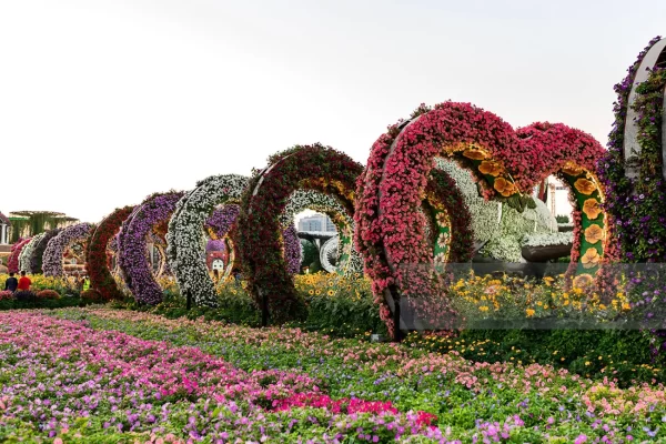 Dubai Miracle Garden - Image 13