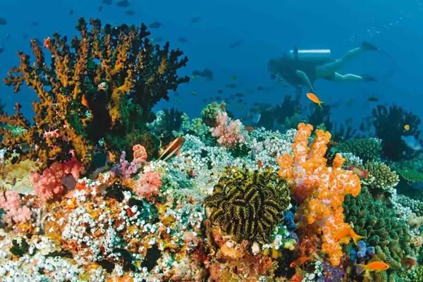 Scuba Diving Dubai - Image 10