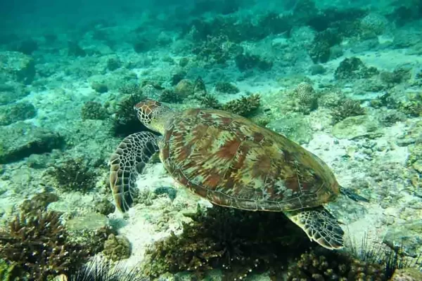 Scuba Diving Dubai - Image 11