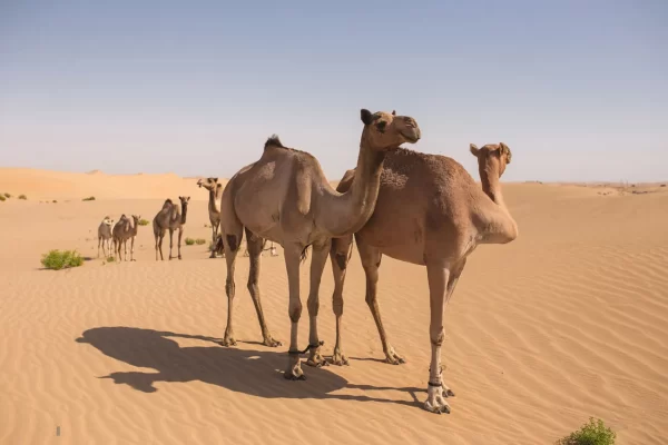 Evening Desert Safari Dubai - Image 9
